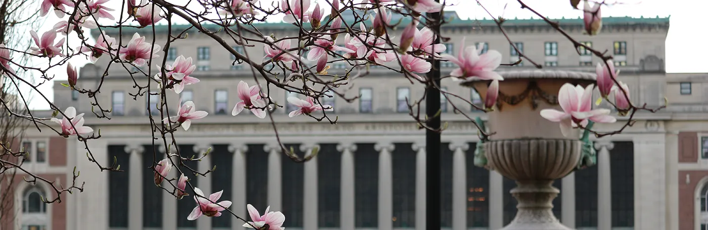 Magnolia blossoms frame a view of Butler Library on Columbia University's Morningside campus
